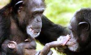Las hembras jóvenes de chimpancé juegan a las muñecas